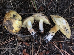 Suillus occidentalis