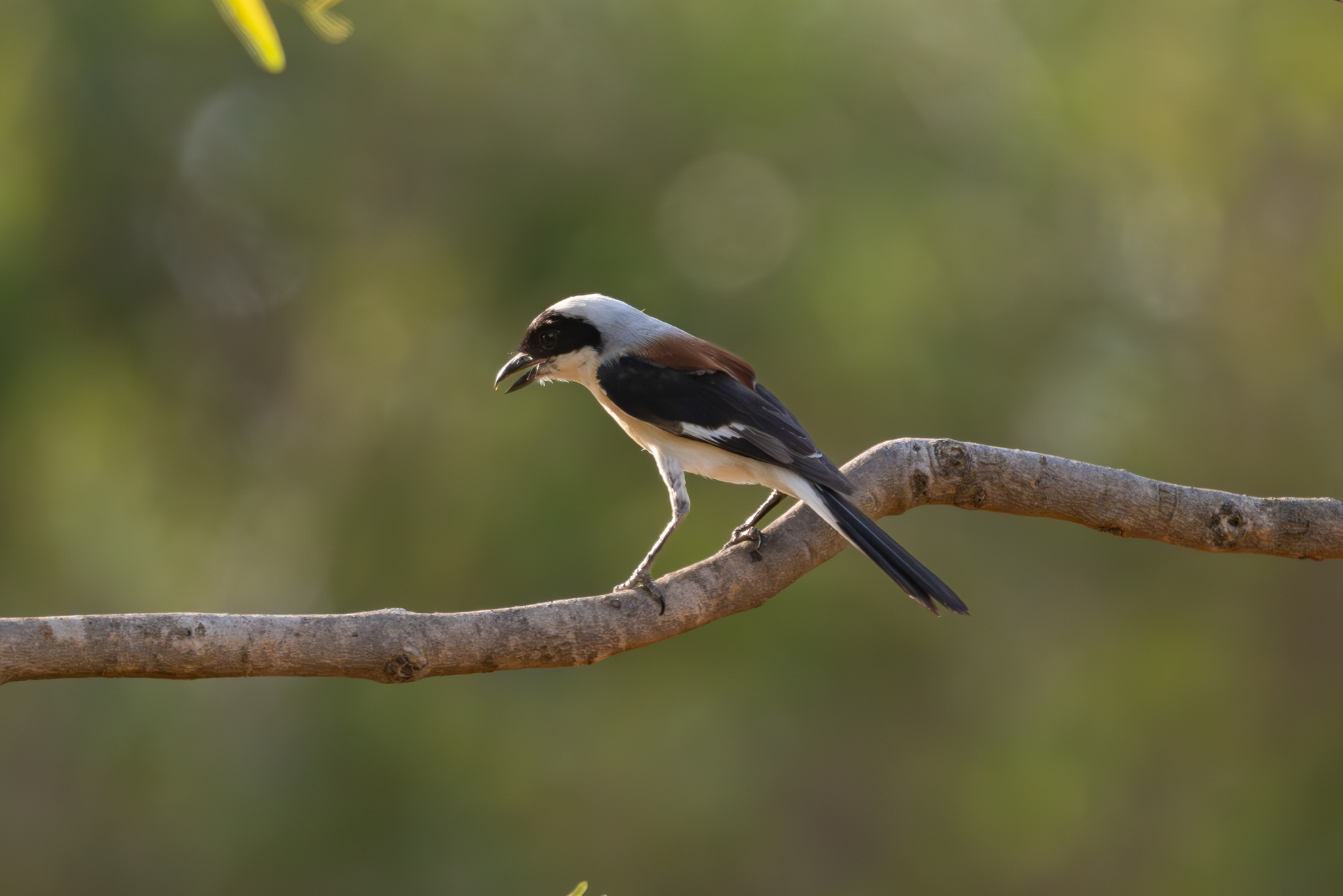 Bay-backed Shrike