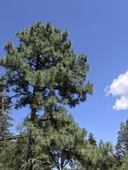 Pinus engelmannii