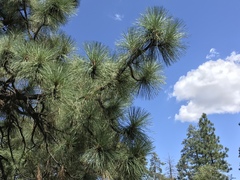Pinus engelmannii