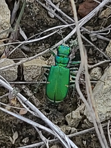 Green Claybank Tiger Beetle photo 5