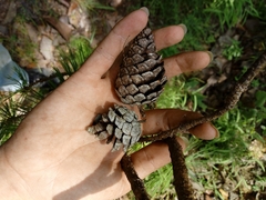 Pinus georginae