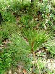 Pinus georginae