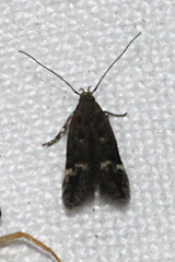 Aproaerema simplexella