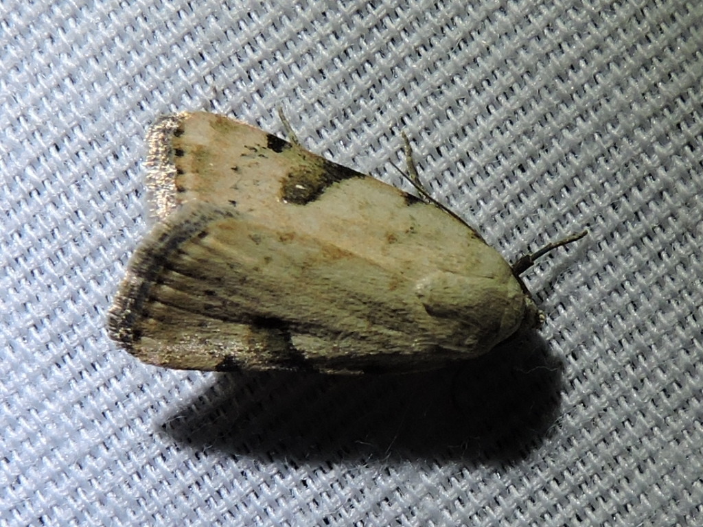 Micrathetis costiplaga