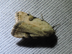 Micrathetis costiplaga