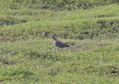Streptopelia bitorquata