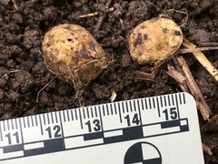 Rhizopogonaceae