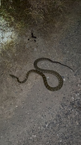 Coastal Carpet Python sighting