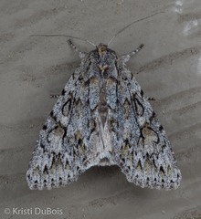Andropolia aedon