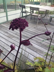 Angelica gigas