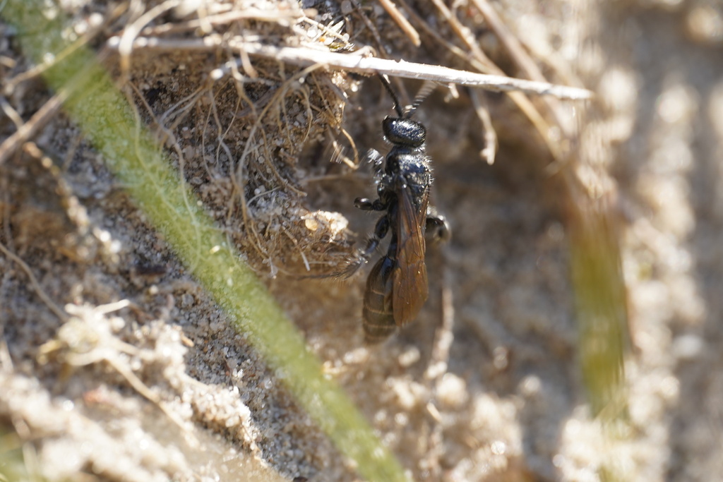 Small Tiphia
