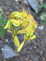 Lomatium brandegeei
