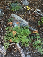 Lomatium brandegeei
