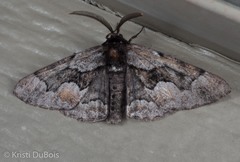 Phaeoura mexicanaria