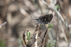 Hesperopsis alpheus