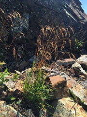 Vahlodea atropurpurea