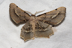 Gonodontis stramenticea