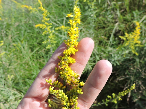 Image of Solidago juliae by (c) Sam Kieschnick, some rights reserved (CC BY)