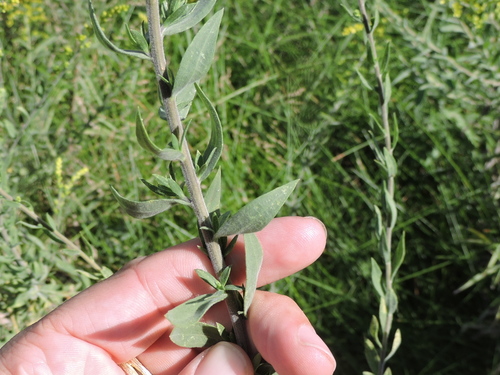 Image of Solidago juliae by (c) Sam Kieschnick, some rights reserved (CC BY)