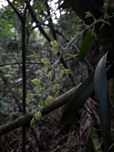Image of Punch & Judy Orchid (Gomesa planifolia) by no rights reserved