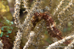 Hippocampus reidi