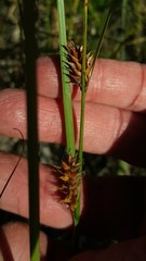 Carex exsiccata
