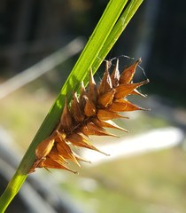 Carex exsiccata