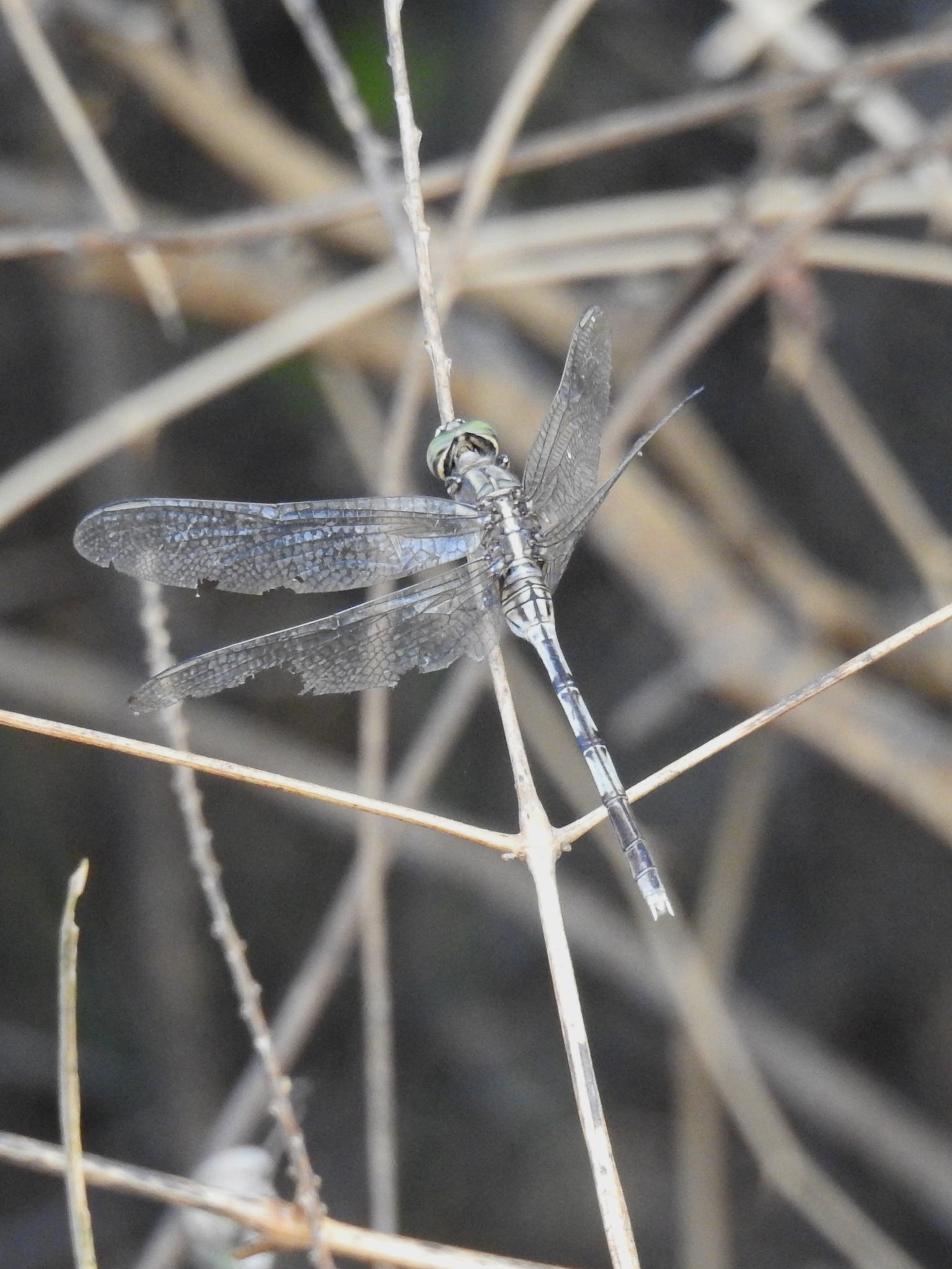 Slender Skimmer