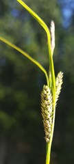 Carex kelloggii