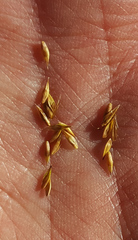 Carex leporinella