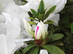 Rhododendron mucronatum