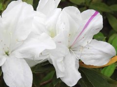 Rhododendron mucronatum