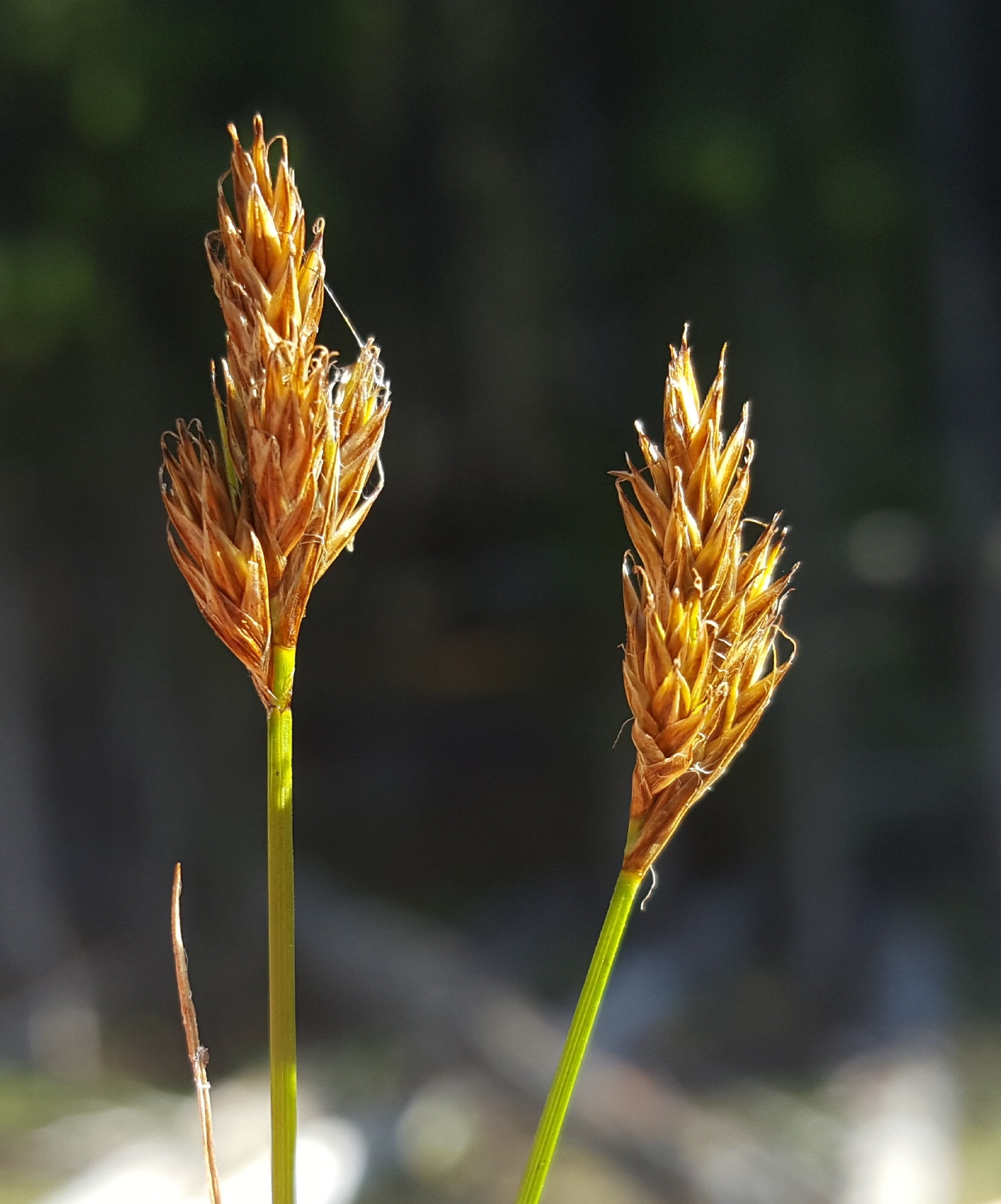 Carex leporinella