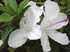 Rhododendron mucronatum