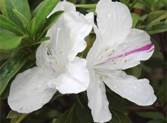 Rhododendron mucronatum