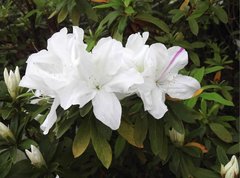 Rhododendron mucronatum