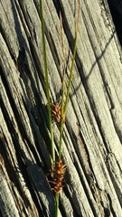 Carex exsiccata