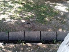 Streptopelia decaocto