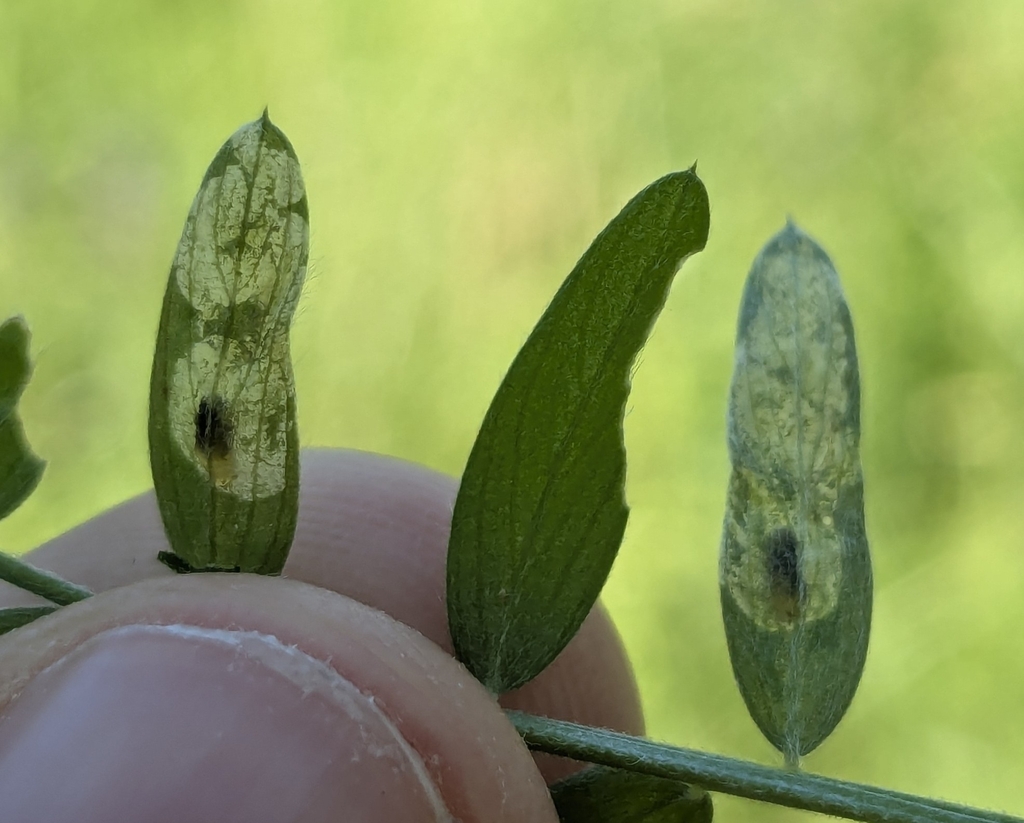 Agromyza vicifoliae