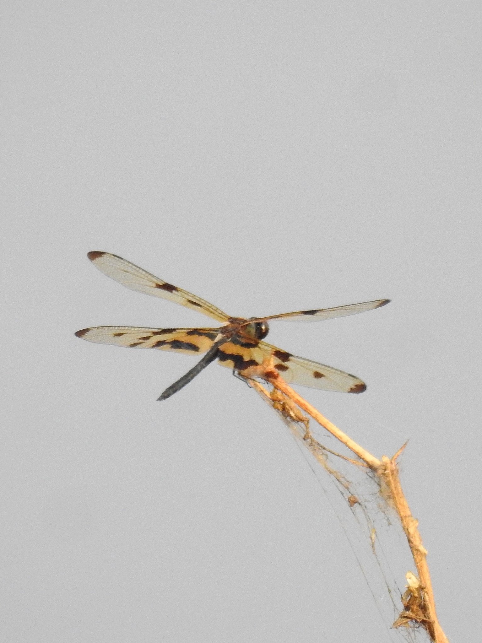 Common Picture Wing