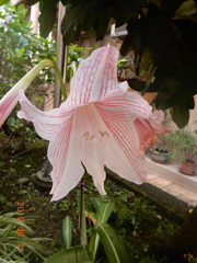 Hippeastrum hybridum
