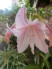 Hippeastrum hybridum