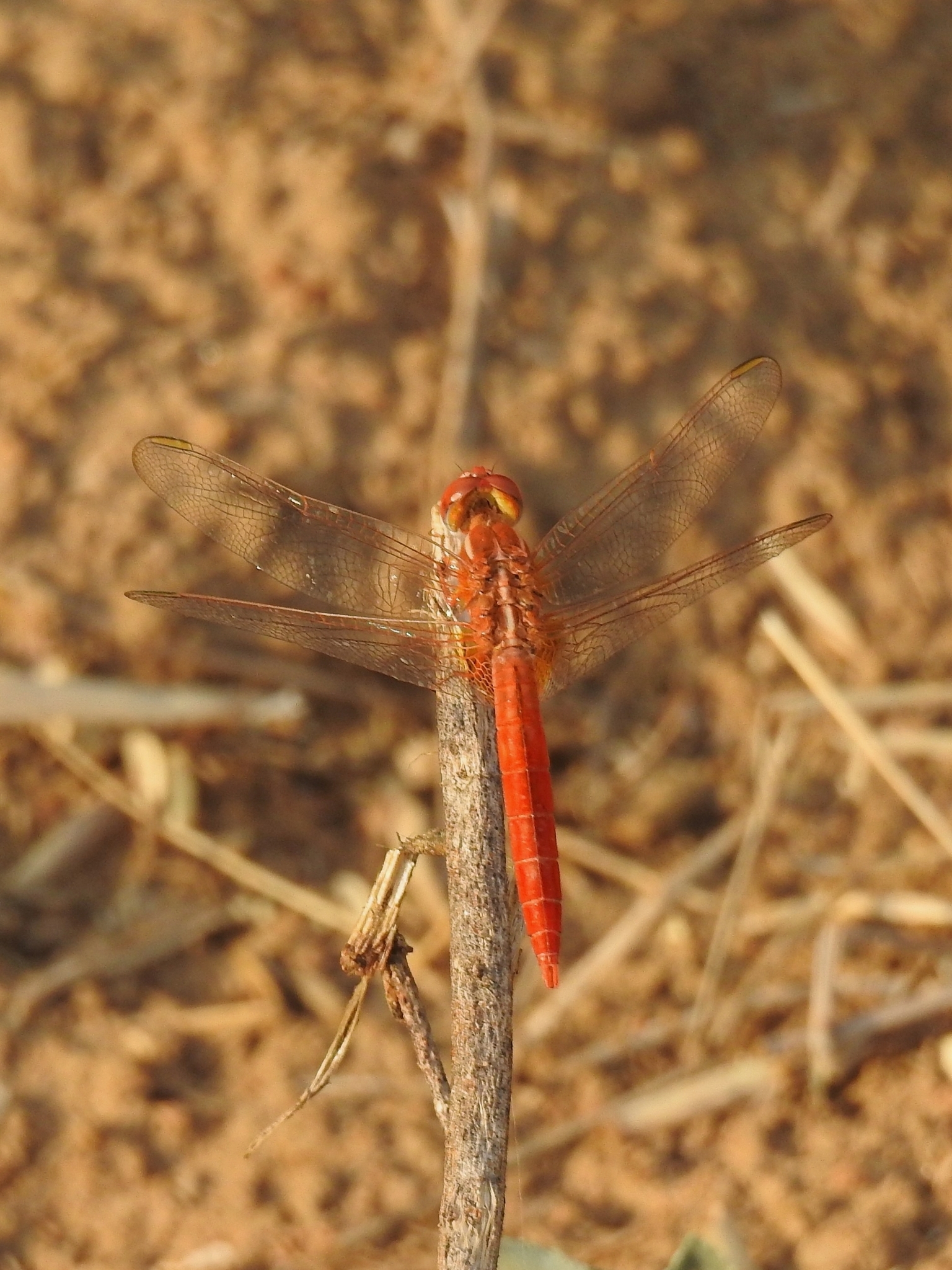 Scarlet Skimmer