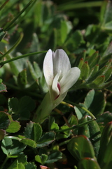 Trifolium monanthum