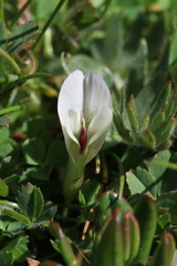 Trifolium monanthum