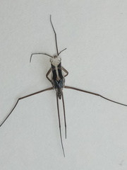 Gerridae