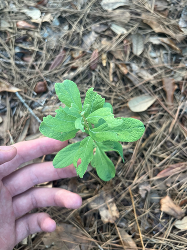 Dwarf Dangleberry (Gaylussacia nana)