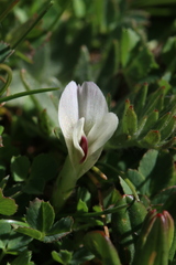 Trifolium monanthum