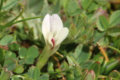 Trifolium monanthum